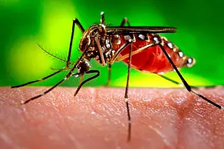 Jovem de 17 anos morador Sete Quedas é a terceira vítima de dengue neste ano, em MS