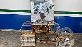 PMA aplicou R$ 112 mil em multas por criação ilegal de animais silvestres no ano de 2020
