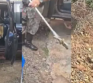 Filhote de sucuri é encontrado dentro de carro em lava-jato