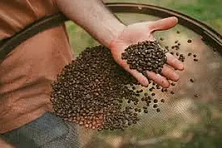 Café tem alta de preço e deve continuar caro até 2026