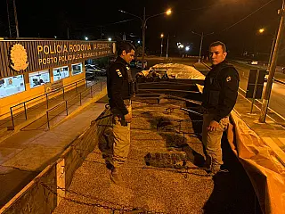 Carreta com maconha escondida em carga de aveia é apreendida em MS
