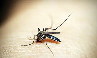 Chikungunya preocupa em Inocência; Aparecida do Taboado e Selvíria têm baixa incidência