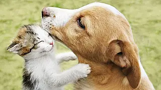 Cães e gatos podem ser infectados com o novo coronavírus