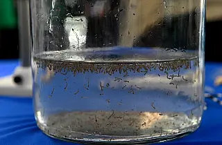 Bioparque Pantanal realiza hoje  "Dia D" de combate à dengue