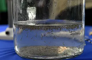 Fátima do Sul concentra 85% dos casos confirmados de chikungunya em MS