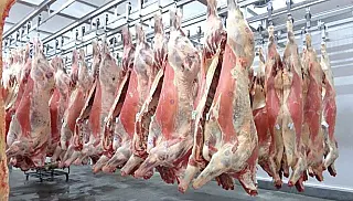 Mato Grosso bate recorde no abate de bovinos: 615 mil cabeças