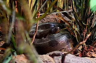 No Dia Mundial da Cobra, Bioparque destaca importância de duas moradoras que ganharam vida nova