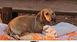  Família Desesperada Busca por Cachorrinha Desaparecida em Sidrolândia/MS