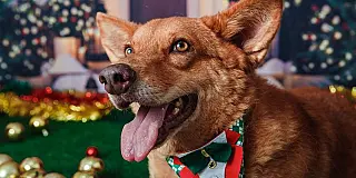 Brasil lança RG para animais domésticos com cadastro nacional gratuito