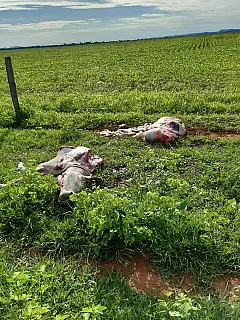 Polícia Civil aprende acusados de furto de gado em fazendas  de  Caarapó