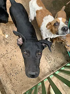 Grupo voluntário inicia campanha para manter 200 animais resgatados