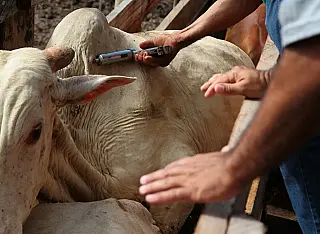 Médicos-veterinários habilitados poderão aplicar vacina contra brucelose em MS