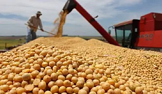 Aprosoja-MS prevê área plantada 6% maior no ciclo 24/25