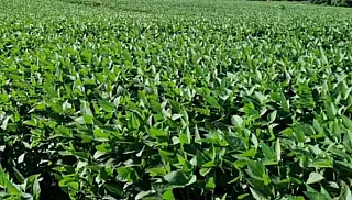 Linhas de crédito impulsionam o agronegócio familiar no Vale do Ivinhema.