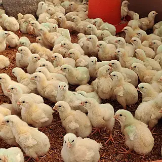 Avicultura de Corte cresce 46,32% em Mato Grosso do Sul em uma década