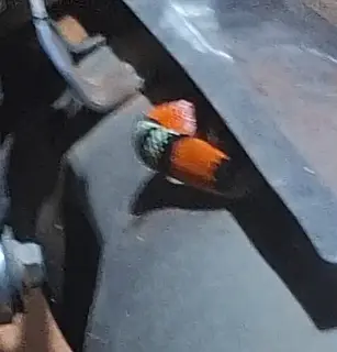 Morador encontra cobra coral em motocicleta no bairro Laranjeiras, em Cassilândia