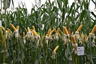 Irrigação ganha espaço em MS diante de instabilidade climática e amplia produtividade agrícola