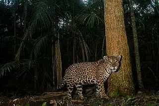Brasil celebra Dia Nacional e Internacional da Onça-Pintada neste 29 de novembro