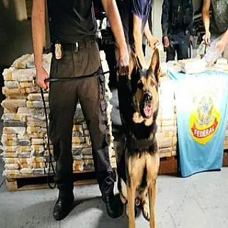 Grupo que saía de MS com cargas milionárias de cocaína é alvo de operação da PF
