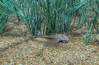 Peixe em extinção reproduz de forma inédita no mundo: espécie é atração no Bioparque Pantanal
