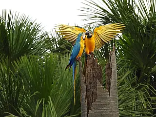 Poluição urbana pode comprometer reprodução de araras-canindé