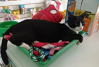 Homem é preso após arremessar gato na parede e tentar quebras as patas em MS