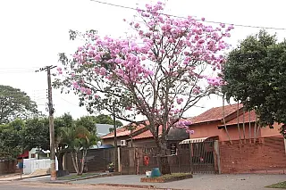 EM IVINHEMA, OS IPÊS TORNAM A CIDADE MAIS LINDA