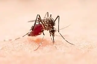 Selvíria promove "Dia D" com ações de combate à dengue