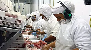 MS deve inaugurar a 1° indústria de tilápia enlatada do Brasil no próximo ano
