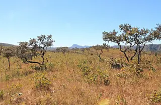Mato Grosso do Sul é habilitado a comercializar 86 milhões de toneladas de carbono