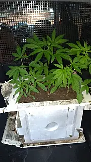 Rapaz é preso pelo porte de arma e 11 pés de maconha em Caarapó