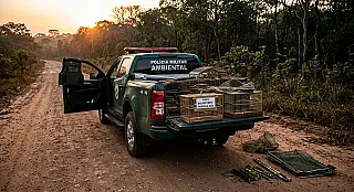 Operação intensifica fiscalização contra captura e tráfico de aves em 11 municípios