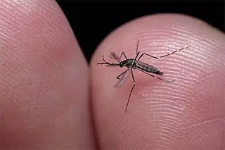 Mato Grosso do Sul registra mais de 16 mil casos de dengue e 30 mortes em 2024