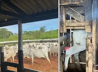 Produtor rural denuncia golpe em venda de gado em Paranaíba