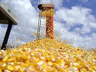 Colheita do milho avança e chega a 49% da área em Mato Grosso do Sul