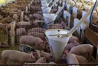 Suinocultura do MS terá status de área livre de aftosa