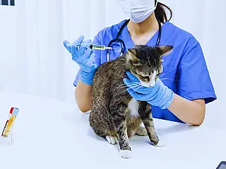 Dia do Médico Veterinário