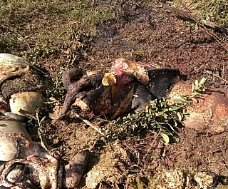 Gado é furtado e abatido na zona rural de Caarapó