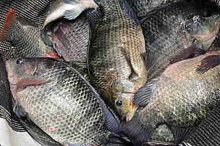 MS se torna importante produtor e exportador de tilápia