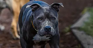 Pitbull escapa e duas crianças ficam feridas ao serem atacadas em Campo Grande
