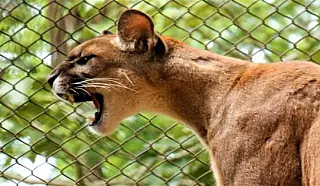 Governo sanciona lei que define as normas para proteção da fauna de MS