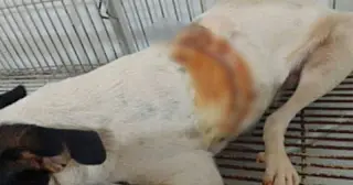 Homem é condenado à prisão por maus-tratos a animais em Aparecida do Taboado
