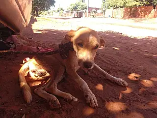 PMA autua mulher em R$ 2 mil por maus-tratos contra cachorros em Nova Casa Verde