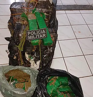 Polícia Militar apreende 95 kilos de maconha em roça de cana de açucar