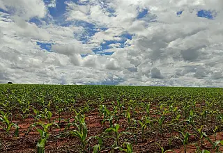 Produtores de MS devem regularizar áreas rurais em faixa de fronteira