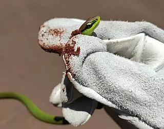 Cobra presa a estrutura de moto é removida pelo Corpo de Bombeiros