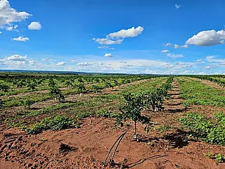 Citricultura cresce em Cassilândia e já soma mais de 500 mil pés de laranja plantados