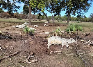 Temporal mata 17 cabeças de gado em propriedade rural
