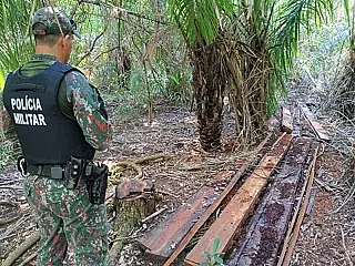 MP apura derrubada irregular de 84 árvores nativas em assentamento de Bela Vista