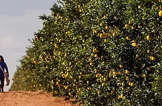 MS avança na citricultura e atrai indústria de suco
